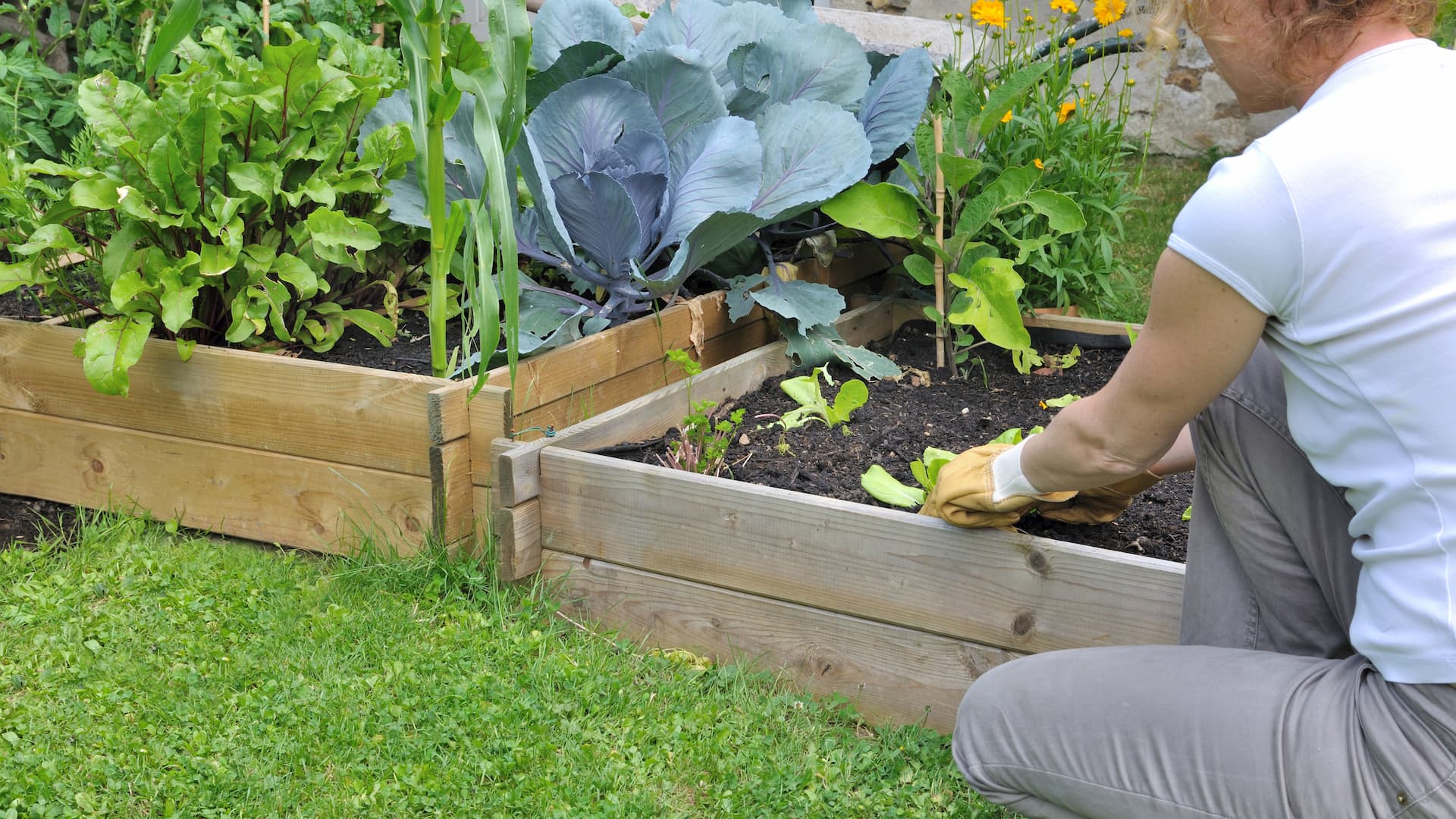Raised garden beds