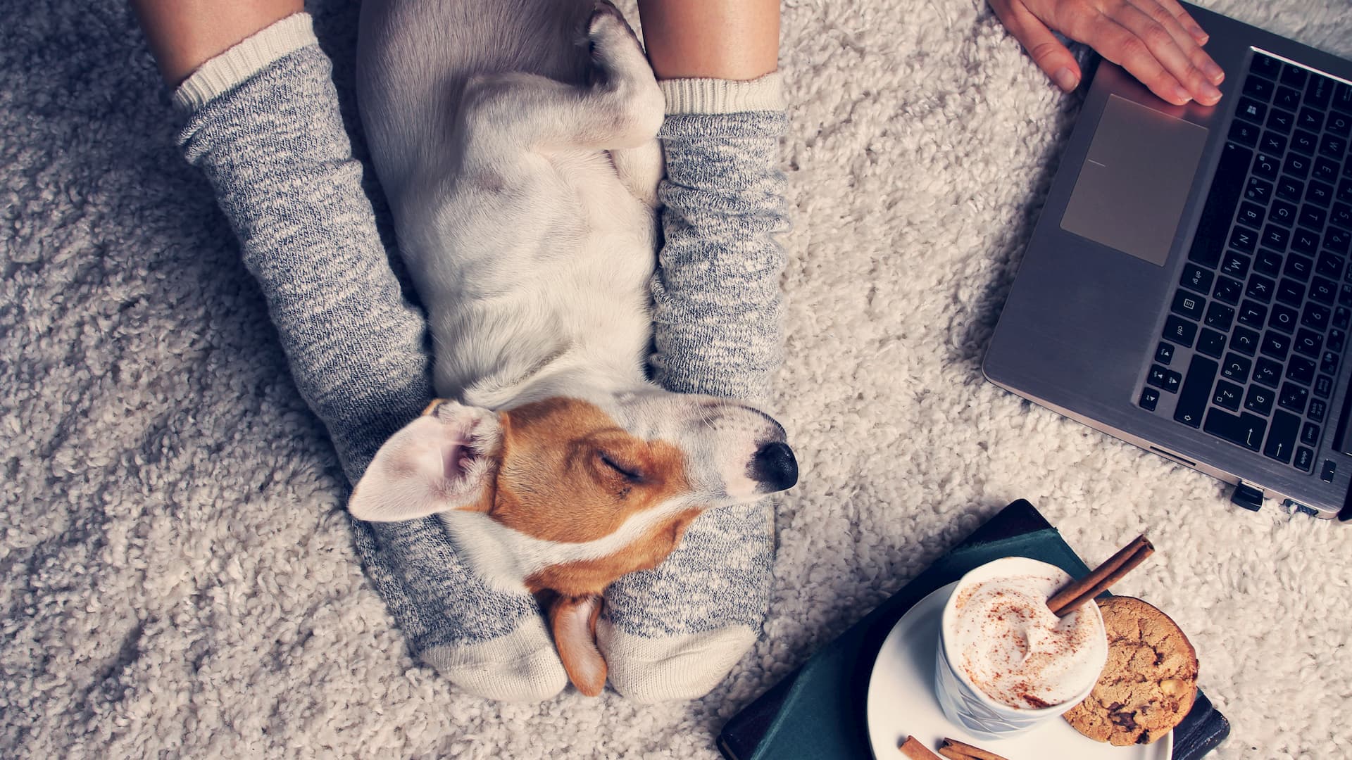 Pet dog