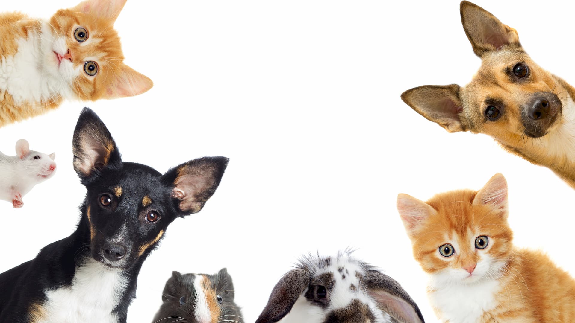 Pets