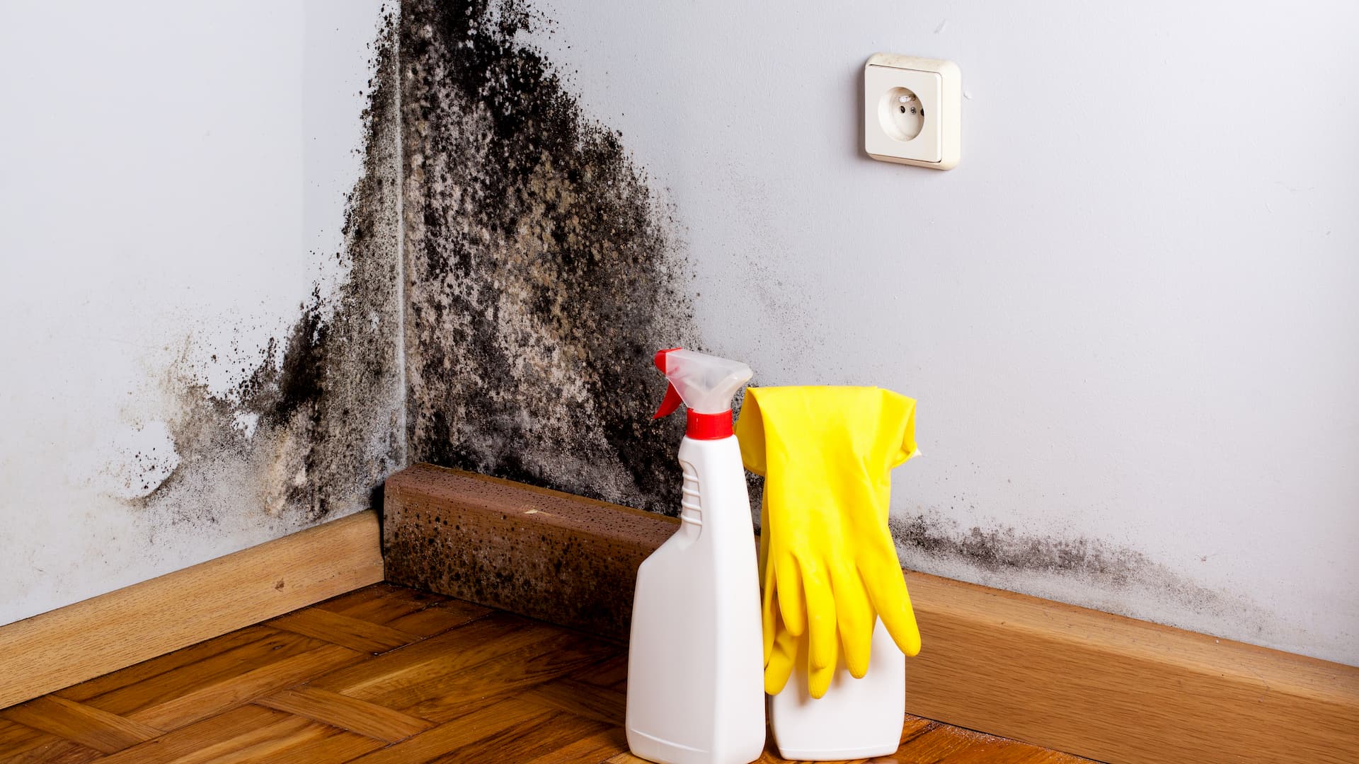 Mouldy Wall